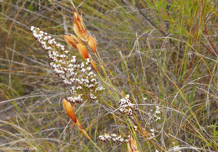 Salt-and-pepper heath (Erica imbricata) in flower in the company of a restio.