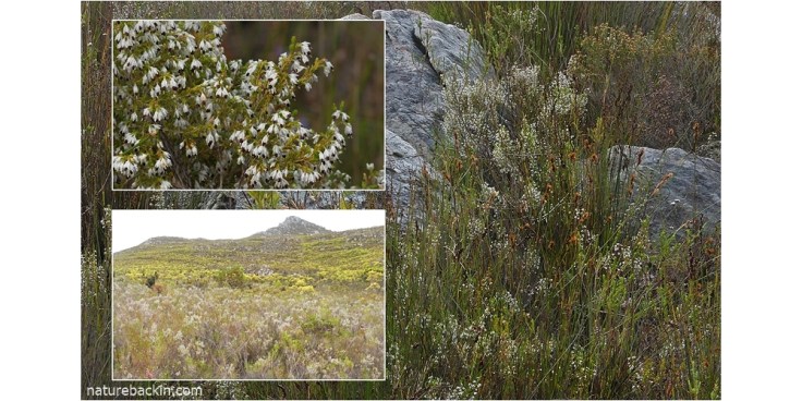 Mountain fynbos in the Overberg featuring salt-and-pepper heath in flower