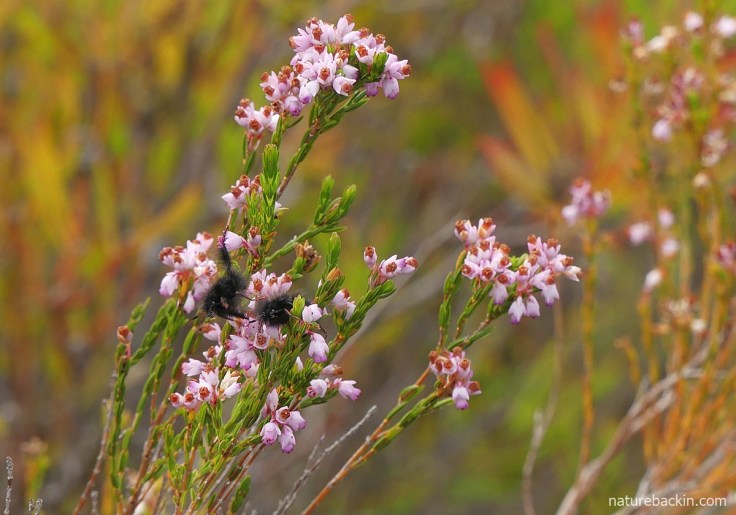 Dark-tipped erica visited by shaggy monkey beetles