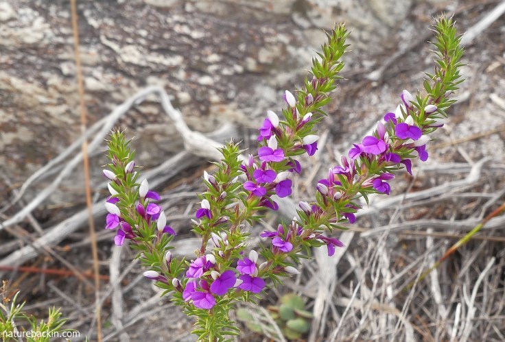 Prickly purple gorse in flower