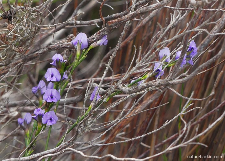 Purple flowers of the fine fountainbush