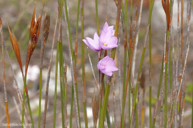 Kalossie flowers in mountain fynbos