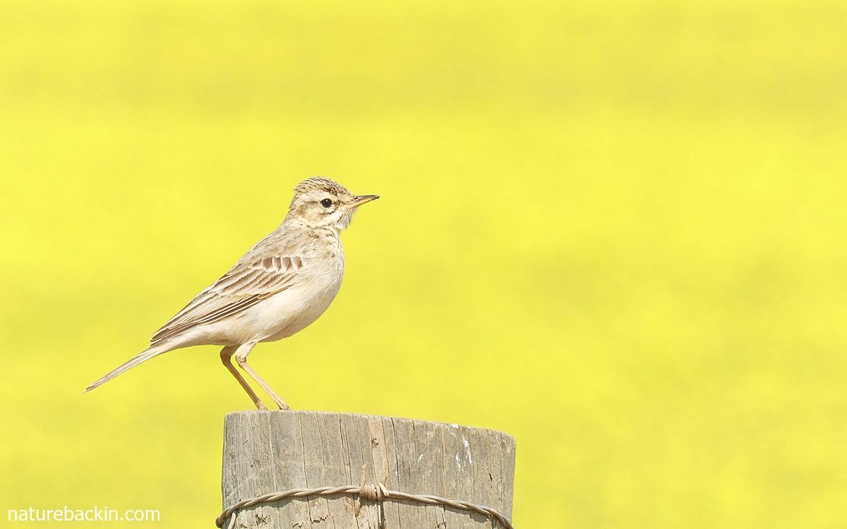 African pipit (Anthus cinnamomeus) perched on fence post in the Overberg canola fields