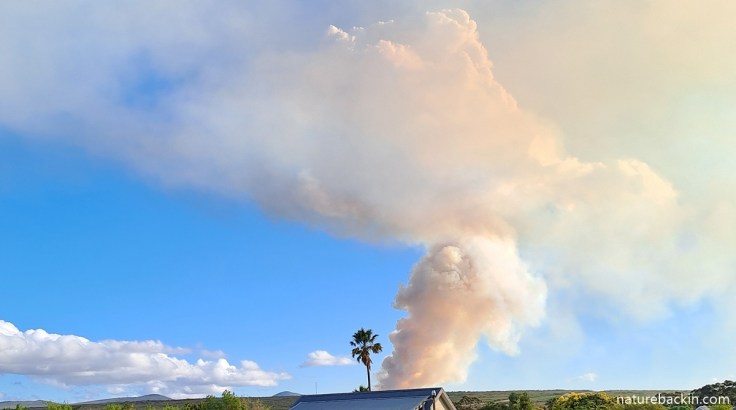 Smoke from the Gansbaai Mountain fire seen from Stanford, 2025