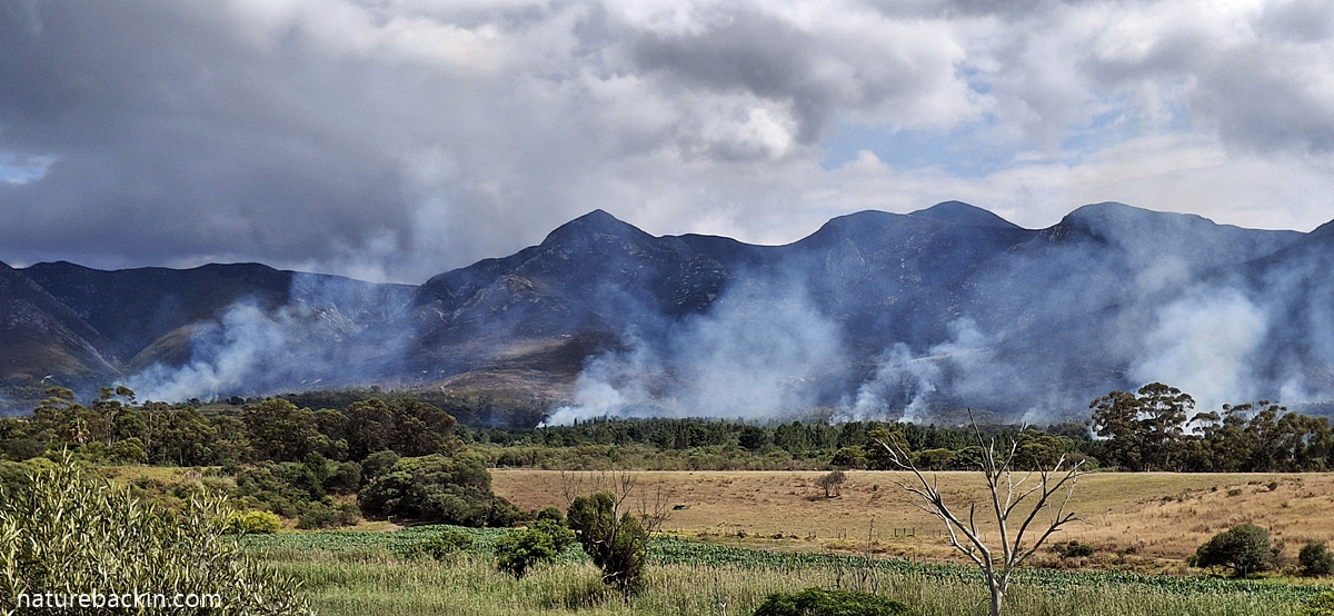 Fire lines: Weeks of wildfires in the Overstrand – letting nature
