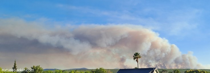 Smoke from Gansbaai Mountain fire, 2025, as seen from Stanford, Overstrand
