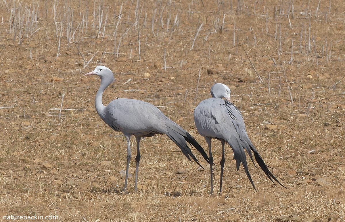 Two blue cranes (Anthropoides paradiseus), Western Cape, South Africa