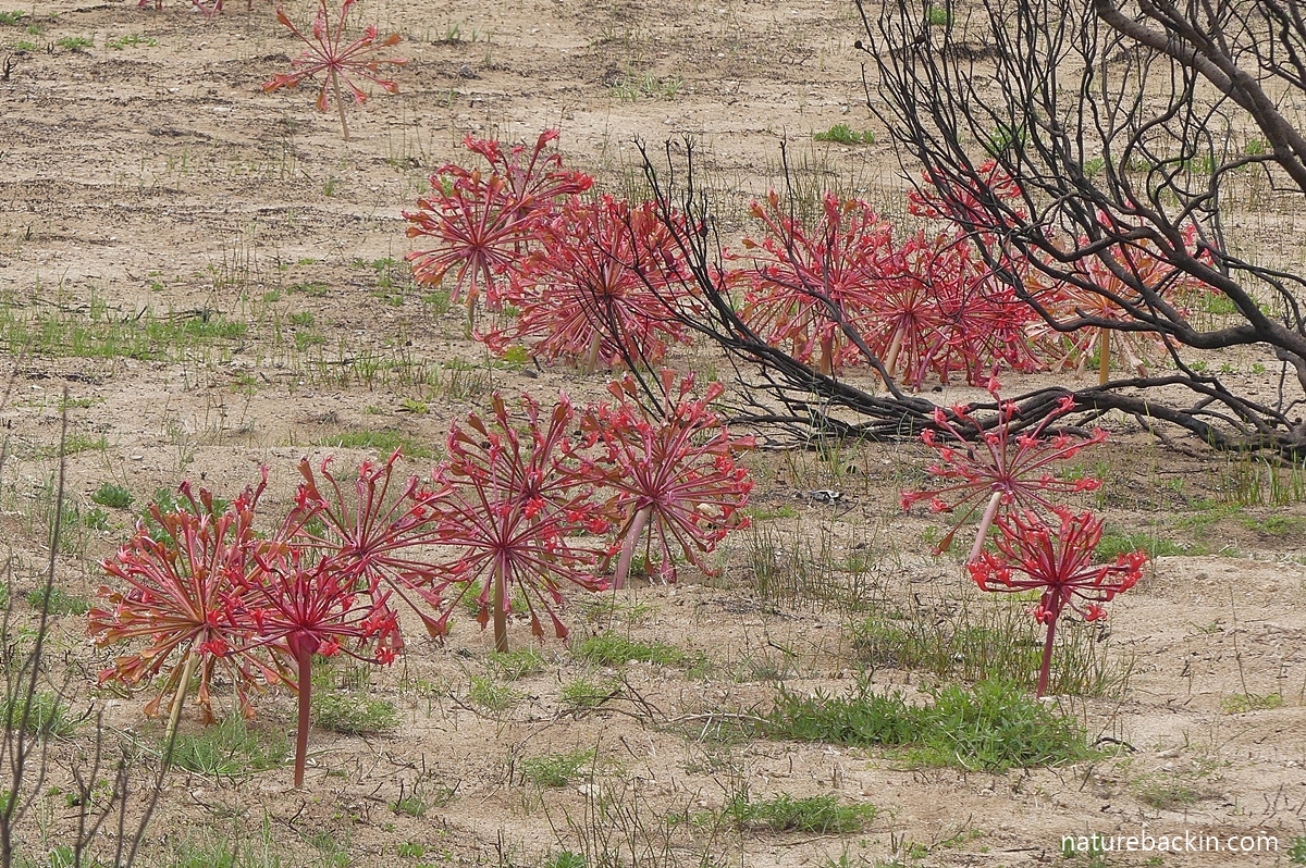 Candelabra lilies in flower after a fire, Western Cape, South Africa