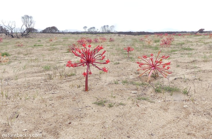 Candelabra lilies in flower in a landscape that appears barren after fire, Overberg, Western Cape