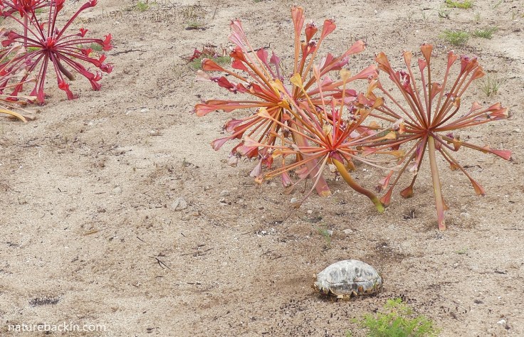 Candelabra lilies in flower alongside the burnt remains of an angulate tortoise, after fire in the Overberg region, South Africa