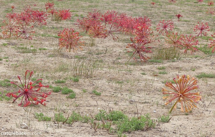 Masses of candelabra lilies in flower after fire in the Overberg, South Africa