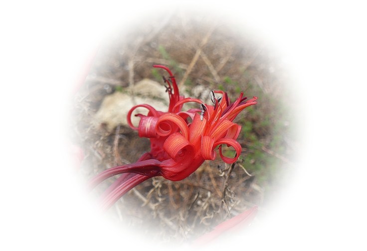 Candelabra lily flowers