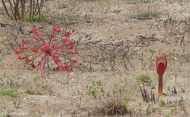 Candelabra lilies, one in flower and one just starting to flower