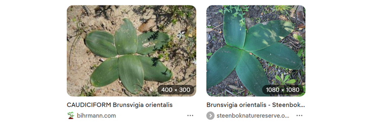 Thumbnail photos of leaves of the candelabra lily