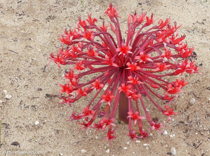 Close-up of a flowerhead of the candelabra lily