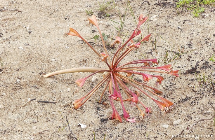 Inflorescence of candelabra lily starting to dry off
