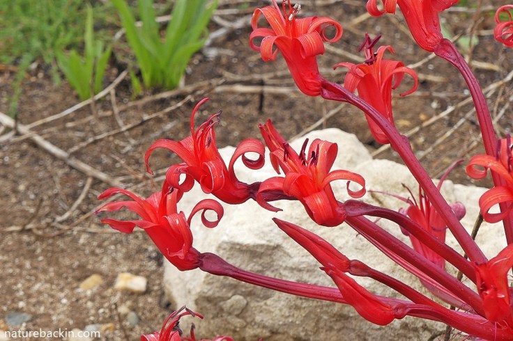 The crimson flowers of the candelabra lily, South Africa