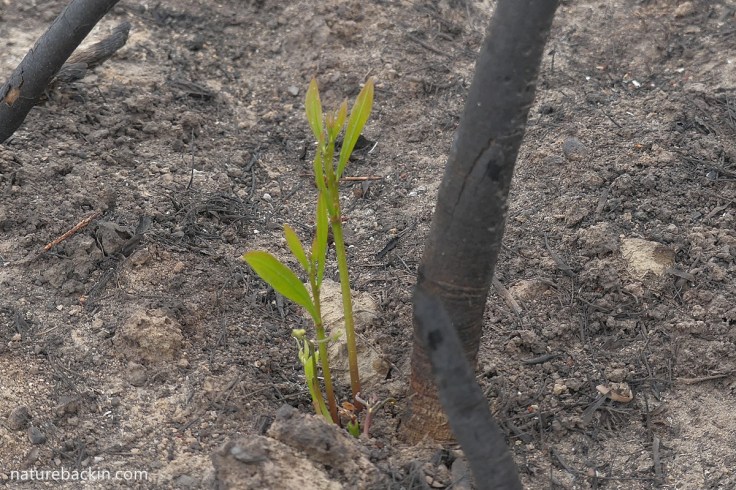 Fresh shoots sprouting from burnt shrub in the Western Cape