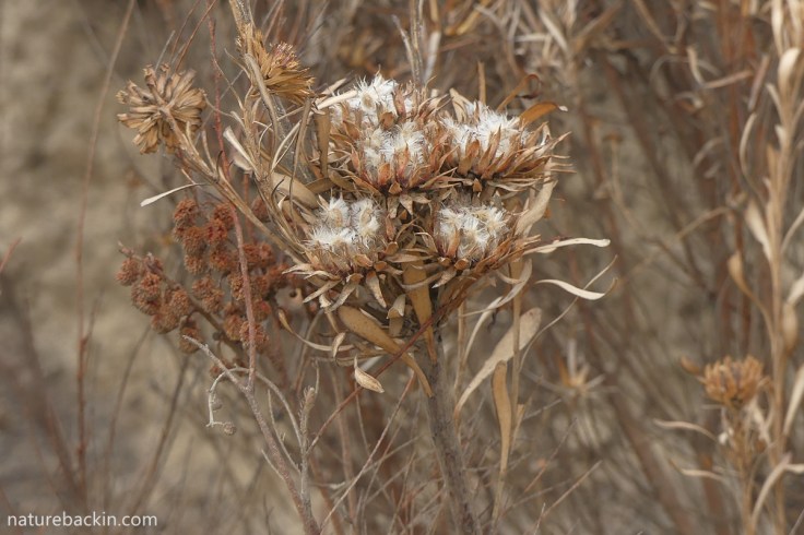 Aulax umbellata seeding after fire, Western Cape