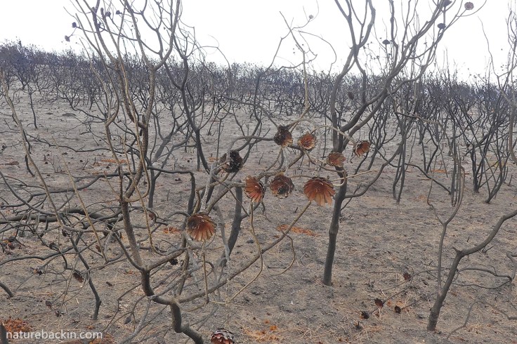 Sugarbush proteas burnt by fire, Western Cape