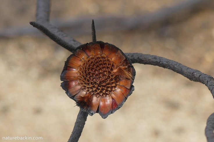 Sugarbush protea, burnt flowerhead after shedding seed, Western Cape