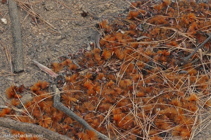 Drift of sugarbush protea seeds after fire, Western Cape