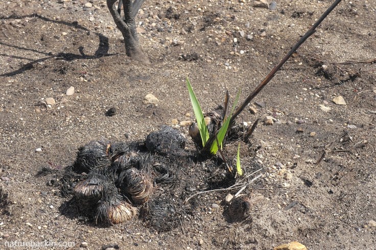 Bulbs sprouting leaves after surviving fire, Western Cape