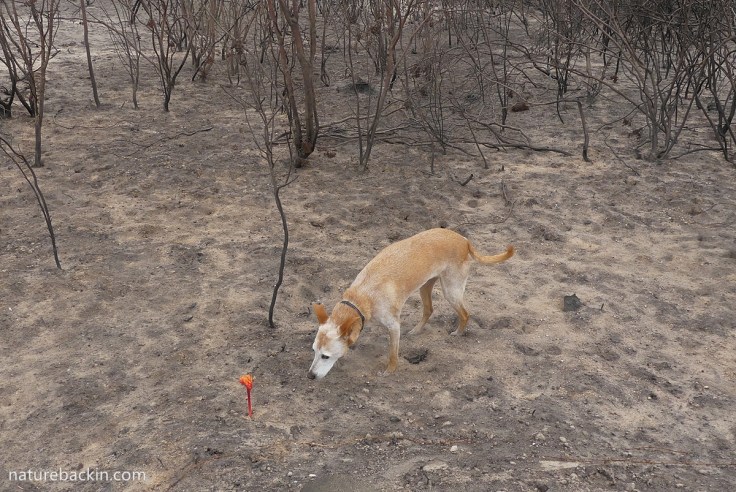 Dog investigating first fire lily flowering after fire