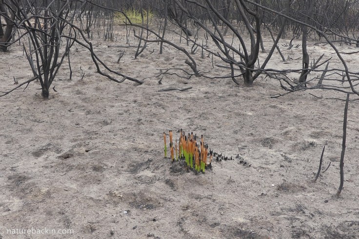 New shoots after first rains after fire, Western Cape