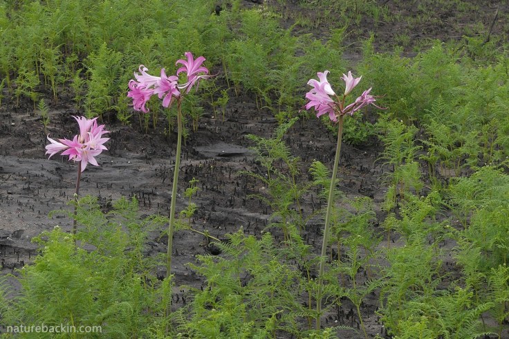 Amaryllis belladonna lilies flowering after fires in the Western Cape