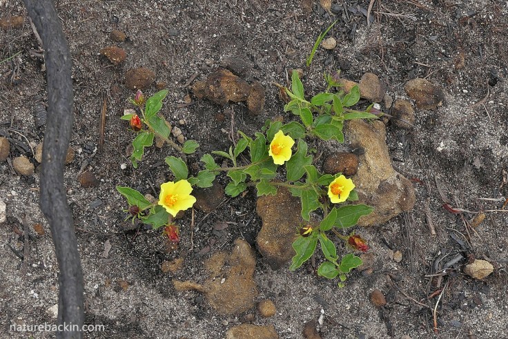 Yellow flowers of Hybiscus aethiopicus in the Western Cape