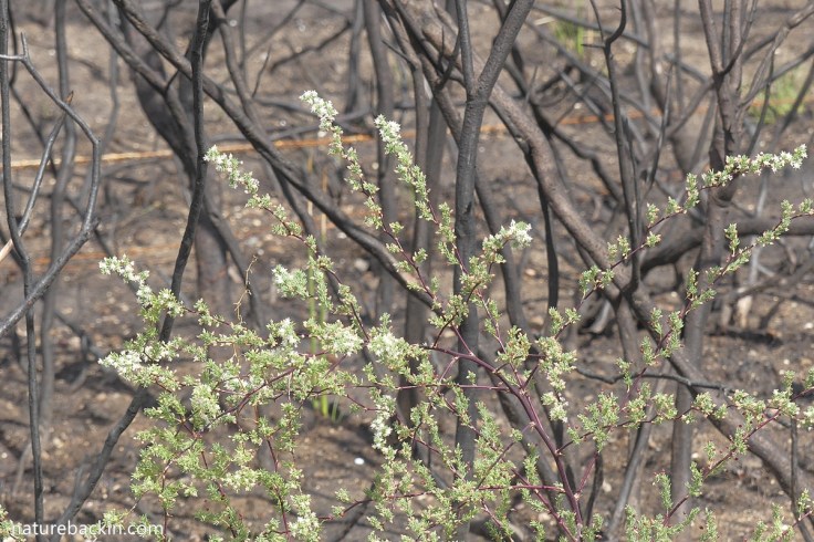 Wild asparagus flowering after fires in the Western Cape