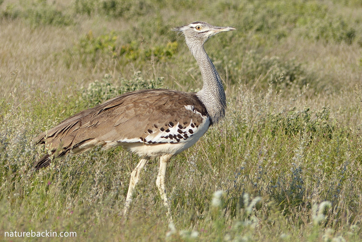 Kori bustard walking at Mabuasehube Game Rerserve in Botswana