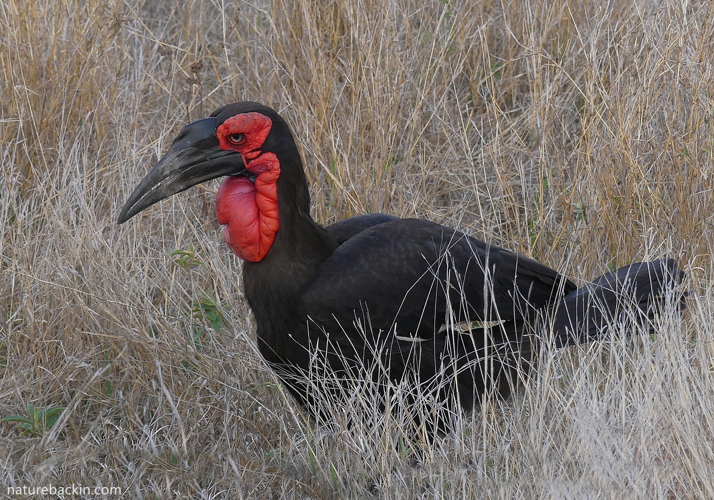 Southern ground hornbill foraging in grassland