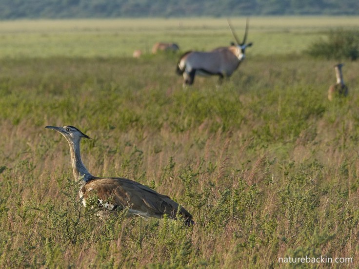 Kori bustards and gemsbok in Mabuasehube, Botswana