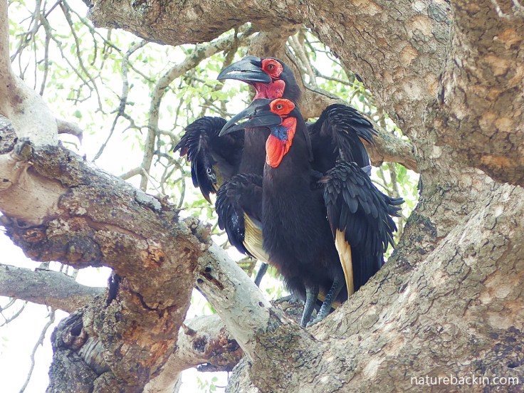 Breeding pair of southern ground hornbills perched in a tree, Kruger National Park