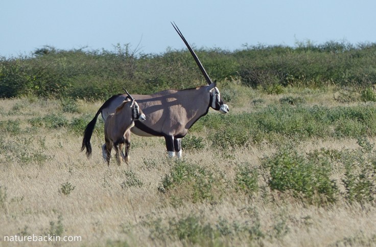 Gemsbok with juvenile calf, Botswana