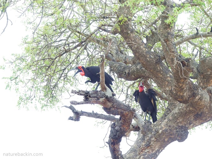 Pair of southern ground hornbills perched in a tree