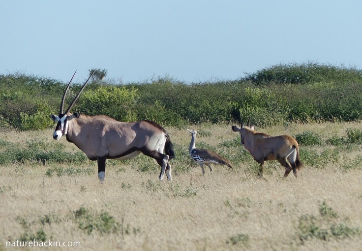 Gemsbok and calf and kori bustard, Botswana