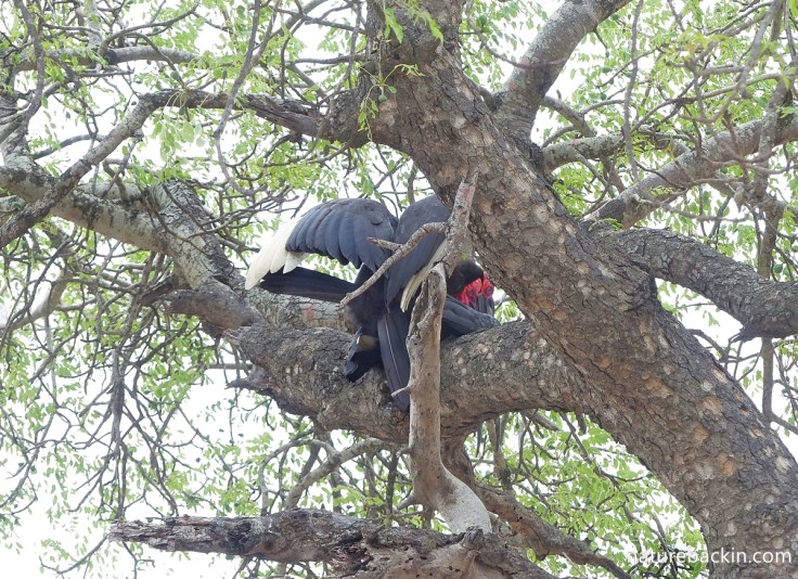 Pair of southern ground hornbills mating in a tree