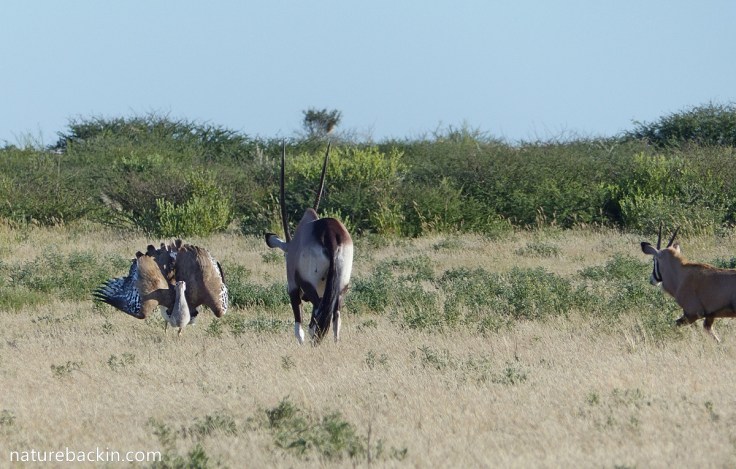 Kori bustard doing threat display to gemsbok and calf, Botswana