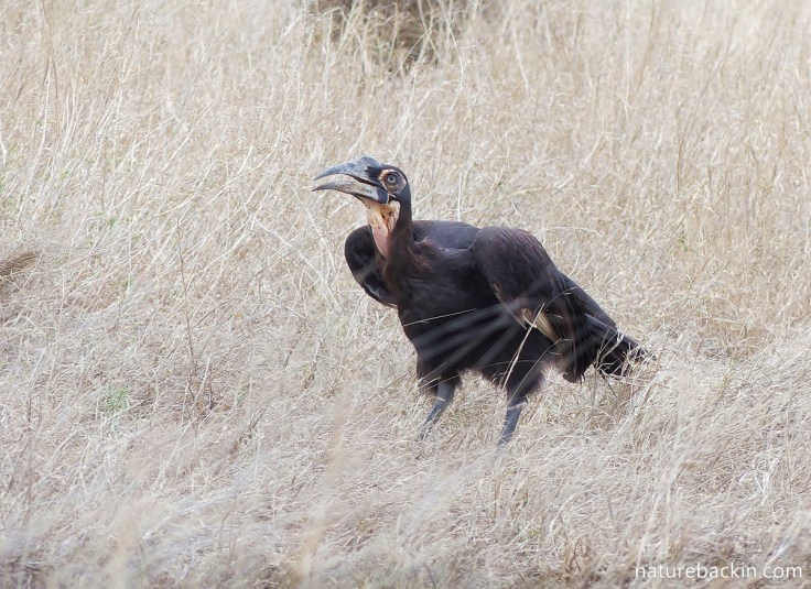 Juvenile southern ground hornbill