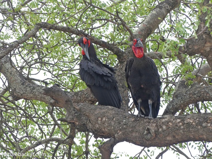 Pair of southern ground hornbills perched in a marula tree