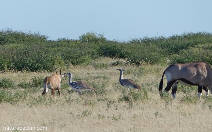 Kori bustards and gemsbok, Mabuasehube, Botswana