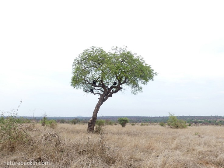 Southern ground hornbill family group perched in a lone marula tree, Kruger National Park