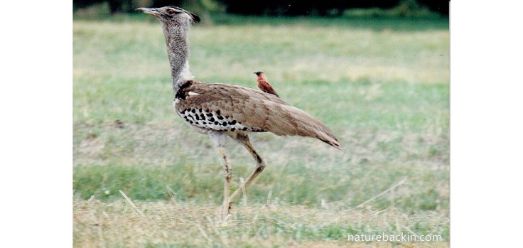 Carmine bee-eater riding on back of kori bustard, Chobe, Botswana