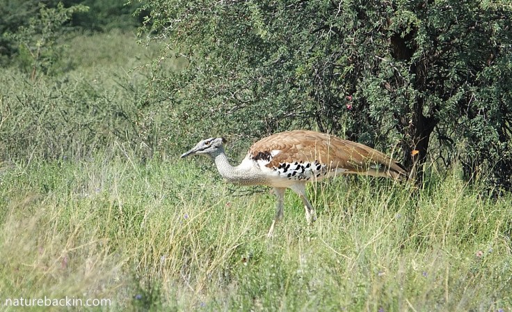 Kori bustard foraging