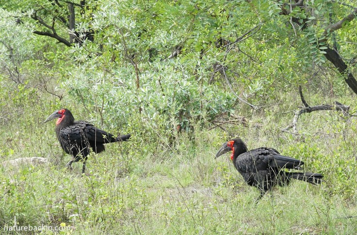 Two southern ground hornbills walking and foraging at Kruger National Park, South Africa