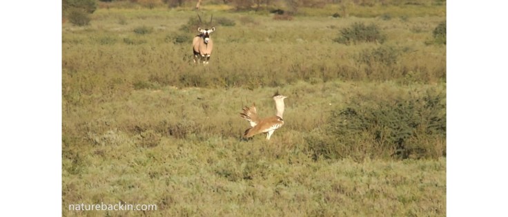 Male kori bustard in strutting breeding display