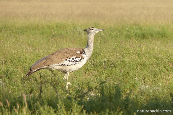 Kori bustard walking, Mabuasehube, Botswana